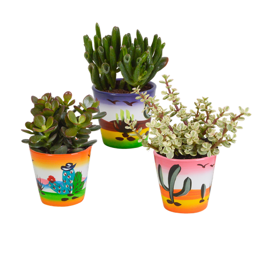 "Crassula-Mix 8,5 cm - 3x - in Mexicaanse pot image"