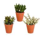 Crassula-Mix 8,5 cm - 3x - in terracotta pot