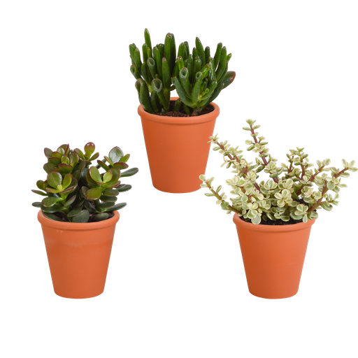 "Crassula-Mix 8,5 cm - 3x - in terracotta pot image"
