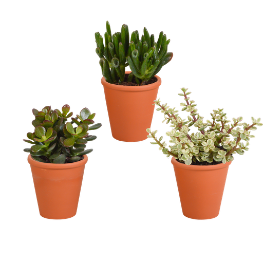 "Crassula-Mix 8,5 cm - 3x - im Terracotta-Übertopf image"