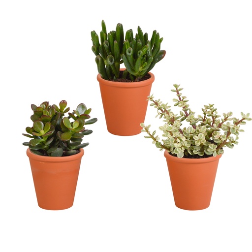 "Dickblatt-Mix (Crassula) 3er-Set – pflegeleichte Zimmerpflanzen, Topf-Ø 8,5 cm, im Terrakotta-Übertopf image"