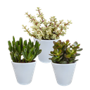 Crassula-Mix 8,5 cm - 3x - in witte pot