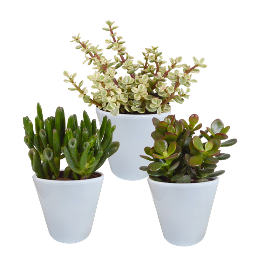"Crassula-Mix 8,5 cm - 3x - in witte pot image"
