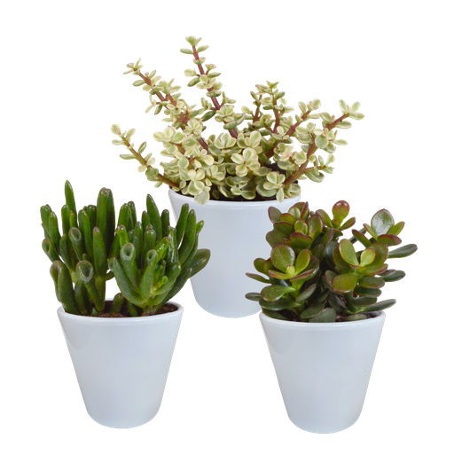"Crassula-Mix 8,5 cm - 3x - im weißen Übertopf image"