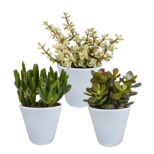 "Dickblatt-Mix (Crassula) 3er-Set – pflegeleichte Zimmerpflanzen, Topf-Ø 8,5 cm, im weißen Übertopf image"