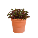 Peperomia graveolens - in terracotta pot