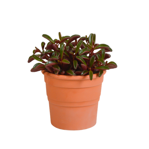 "Peperomia graveolens - in terracotta pot image"