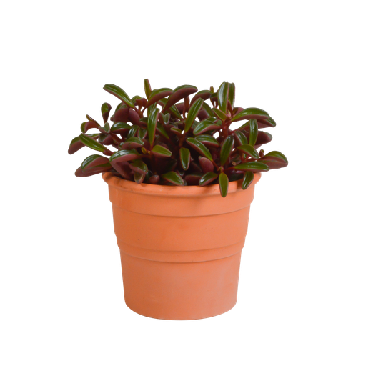 "Rubin-Peperomie (Peperomia graveolens) – pflegeleichte Zimmerpflanze image"