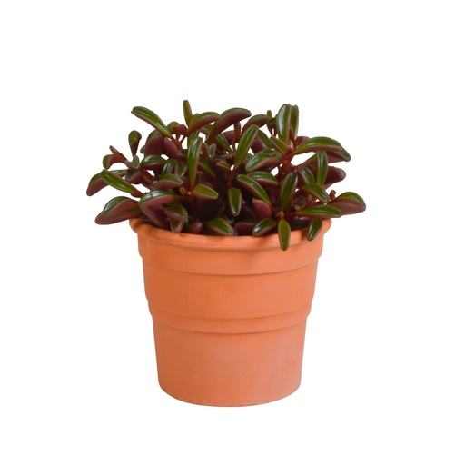 "Rubin-Peperomie (Peperomia graveolens) – pflegeleichte Zimmerpflanze image"