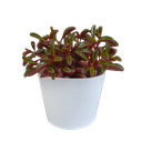 Peperomia graveolens - in witte pot