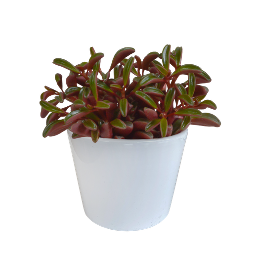 "Peperomia graveolens - in witte pot image"