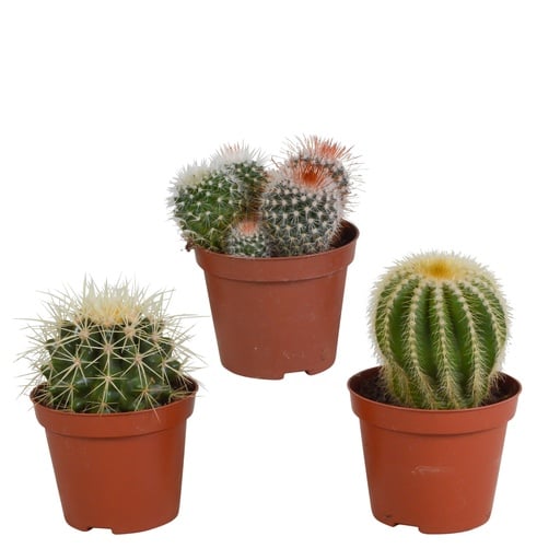 "Kugelkakteen-Mix 3er-Set – pflegeleichte Zimmerpflanzen, Topf-Ø 8,5 cm, ohne Übertopf image"