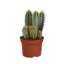 Pilosocereus azureus - - - 12cm