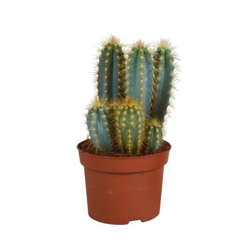 "Pilosocereus azureus - - - 12cm image"