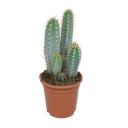 Pilosocereus azureus - - - 17cm