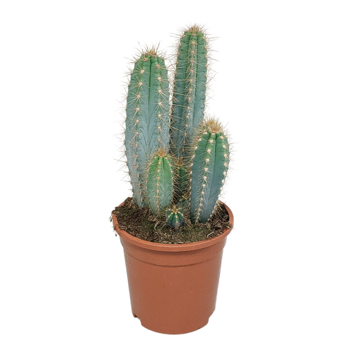 "Pilosocereus azureus - - - 17cm image"