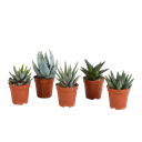 Gasteria/Haworthia-Mischung 5,5cm - ohne Topf - 5x
