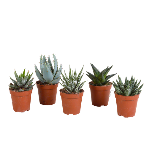 "Gasteria/Haworthia-Mischung 5,5cm - ohne Topf - 5x image"