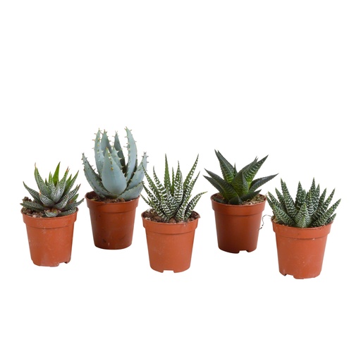 "Gasterie (Gasteria bicolor) – pflegeleichte Zimmerpflanze, Höhe ca. 5,5 cm image"