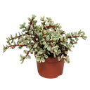 Portulacaria afra Variegata 10,5cm - ohne Topf