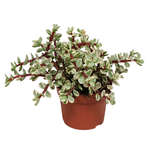 "Portulacaria afra Variegata 10,5cm - ohne Topf image"