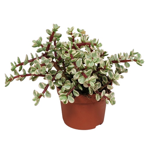 "Speckbaum 'Variegata' (Portulacaria afra) – pflegeleichte Zimmerpflanze, ohne Übertopf image"