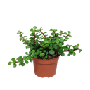 Portulaca afra - ohne Topf