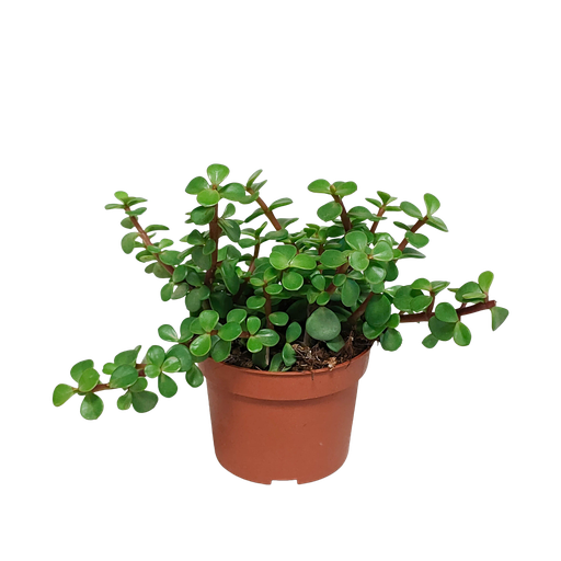 "Speckbaum (Portulacaria afra) – pflegeleichte Zimmerpflanze image"