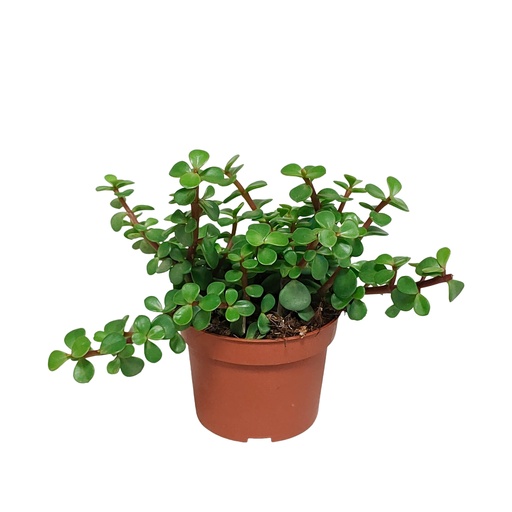 "Speckbaum (Portulacaria afra) – pflegeleichte Zimmerpflanze image"