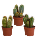 Cereus-Mischung 10,5 cm - 3x - ohne Topf