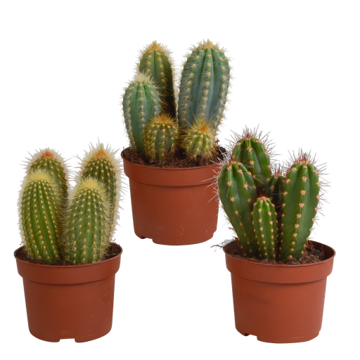 "Cereus-Mischung (Cereus-mischung 10,5) – pflegeleichte Zimmerpflanze, Höhe ca. 10,5 cm image"