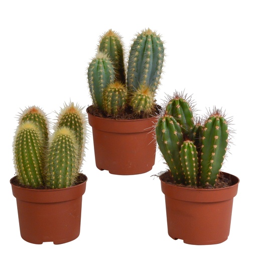 "Säulenkakteen-Mix (Cereus) 3er-Set – pflegeleichte Zimmerpflanzen, Topf-Ø 10,5 cm, ohne Übertopf image"