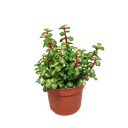 Portulacaria afra mediopicta 10,5cm - ohne Topf