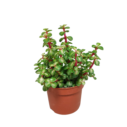 "Portulacaria afra mediopicta 10,5cm - ohne Topf image"