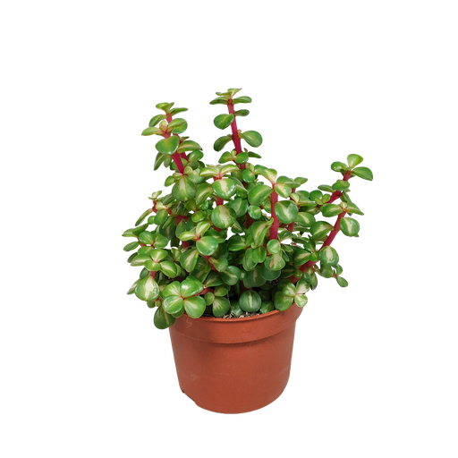 "Speckbaum (Portulacaria afra) – pflegeleichte Zimmerpflanze, Höhe ca. 10,5 cm image"