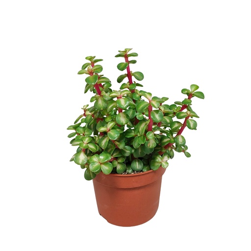 "Speckbaum (Portulacaria afra) – pflegeleichte Zimmerpflanze, ohne Übertopf image"