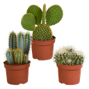 Kakteenmischung 10,5 cm - 3x - 12cm ohne Topf