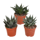 Gasteria/Haworthia-Mischung 8,5cm - 3x - ohne Topf