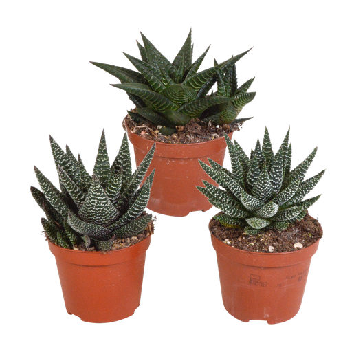 "Gasteria/Haworthia-Mischung 8,5cm - 3x - ohne Topf image"