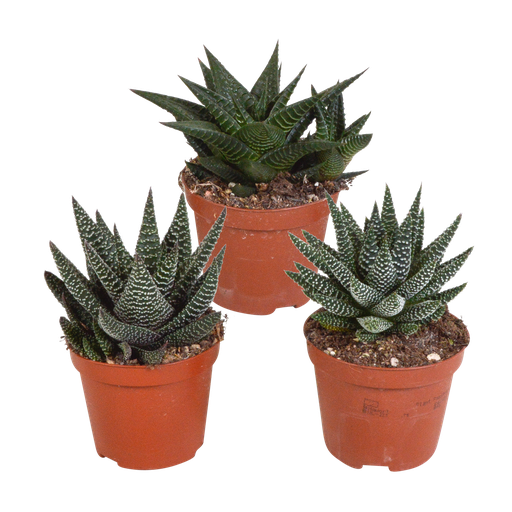 "Gasterie (Gasteria bicolor) – pflegeleichte Zimmerpflanze, Höhe ca. 8,5 cm image"