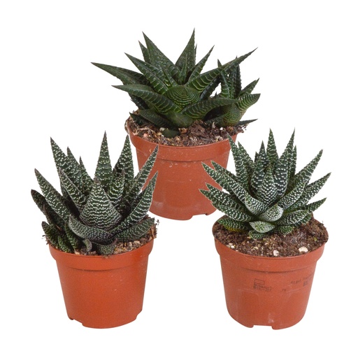 "Gasterie (Gasteria bicolor) – pflegeleichte Zimmerpflanze, Höhe ca. 8,5 cm image"