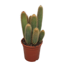 Vatricania Guentheri 17 cm - ohne Topf