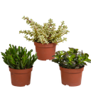 Crassula-Mischung 10,5 cm - 3x - ohne Topf