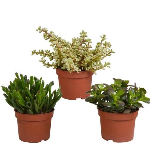 Crassula-Mischung ohne Topf