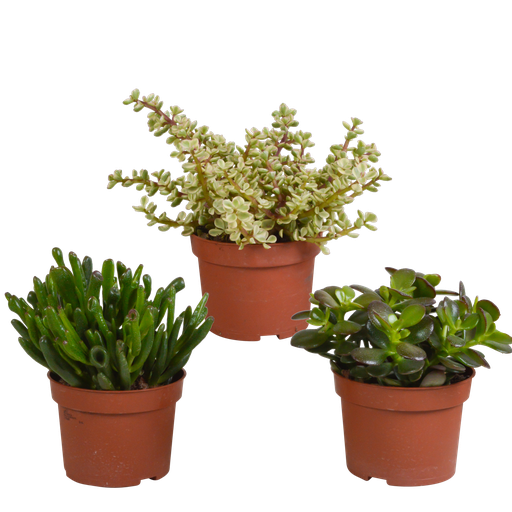 "Crassula-Mischung 10,5 cm - 3x - ohne Topf image"