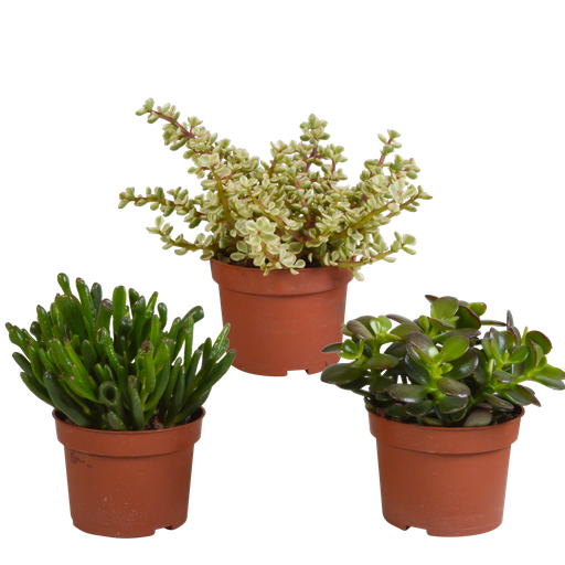 "Crassula-Mischung 10,5 cm - 3x - ohne Topf image"