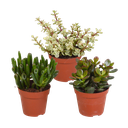 Crassula-Mischung 8,5 cm - ohne Topf - 3x