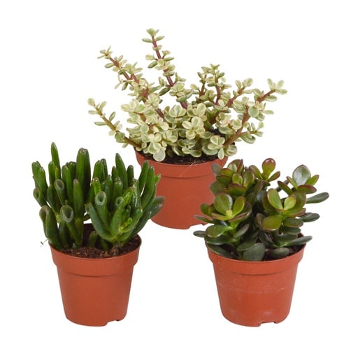 "Dickblatt-Mix (Crassula) 3er-Set – pflegeleichte Zimmerpflanzen, Topf-Ø 8,5 cm, ohne Übertopf image"