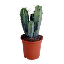 Myrtillocactus-Geometrisierung 17 cm - ohne Topf