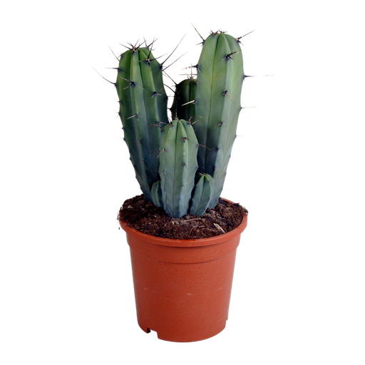 "Blaugrüner Säulenkaktus (Myrtillocactus geometrizans) – pflegeleichte Zimmerpflanze, Höhe ca. 17 cm image"